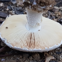 Amanita sp. at Stromlo, ACT - 13 Apr 2021