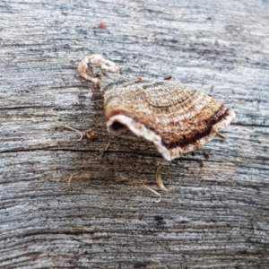 Stereum sp. at Stromlo, ACT - 13 Apr 2021