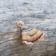 Stereum sp. at Stromlo, ACT - 13 Apr 2021