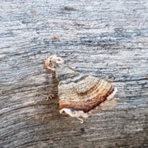 Stereum sp. at Stromlo, ACT - 13 Apr 2021