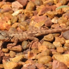 Amphibolurus muricatus (Jacky Lizard) at Downer, ACT - 13 Apr 2021 by HelenCross