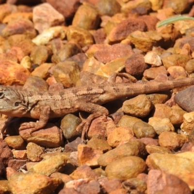 Amphibolurus muricatus (Jacky Lizard) at Downer, ACT - 13 Apr 2021 by HelenCross