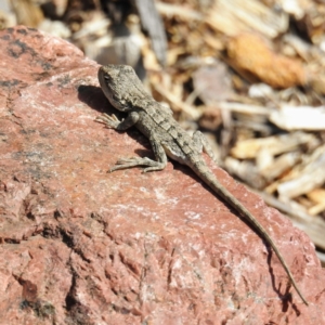 Amphibolurus muricatus at Downer, ACT - 13 Apr 2021