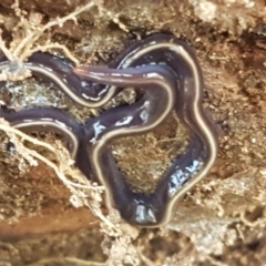 Caenoplana coerulea (Blue Planarian, Blue Garden Flatworm) at Stromlo, ACT - 13 Apr 2021 by trevorpreston