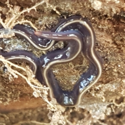 Caenoplana coerulea (Blue Planarian, Blue Garden Flatworm) at Stromlo, ACT - 13 Apr 2021 by tpreston