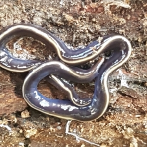 Caenoplana coerulea at Stromlo, ACT - 13 Apr 2021