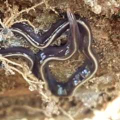 Caenoplana coerulea at Stromlo, ACT - 13 Apr 2021