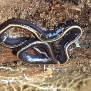 Caenoplana coerulea at Stromlo, ACT - 13 Apr 2021