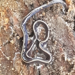 Caenoplana coerulea at Stromlo, ACT - 13 Apr 2021 02:41 PM