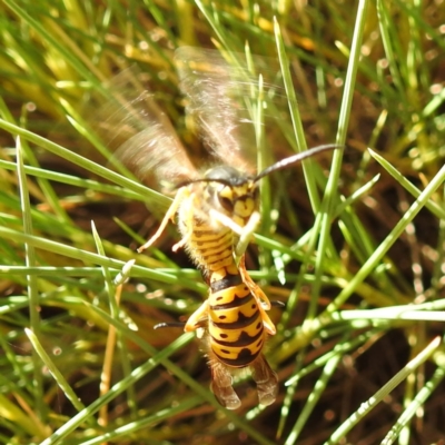 Vespula germanica (European wasp) at Downer, ACT - 13 Apr 2021 by HelenCross