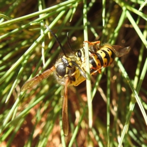 Vespula germanica at Downer, ACT - 13 Apr 2021