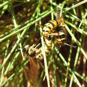 Vespula germanica at Downer, ACT - 13 Apr 2021