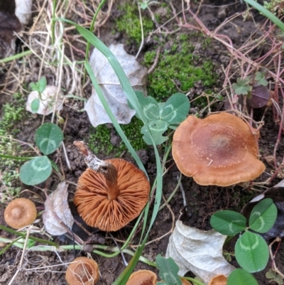 Unidentified Cap on a stem; gills below cap [mushrooms or mushroom-like] at Macgregor, ACT - 13 Apr 2021 by mac084