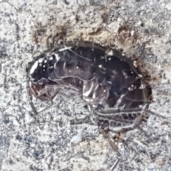 Amphipod (order Amphipoda, family Talitridae) (Lawn shrimp, landhopper) at Stromlo, ACT - 13 Apr 2021 by tpreston