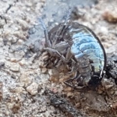 Amphipod (order Amphipoda, family Talitridae) at Stromlo, ACT - 13 Apr 2021