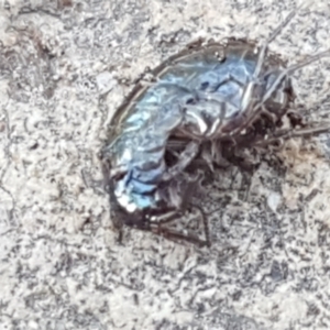 Amphipod (order Amphipoda, family Talitridae) at Stromlo, ACT - 13 Apr 2021