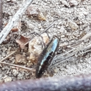 Amphipod (order Amphipoda, family Talitridae) at Stromlo, ACT - 13 Apr 2021