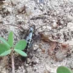 Amphipod (order Amphipoda, family Talitridae) at Stromlo, ACT - 13 Apr 2021