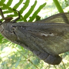 Abantiades sp. (genus) (A Swift or Ghost moth) at Araluen, NSW - 6 Mar 2021 by Dibble