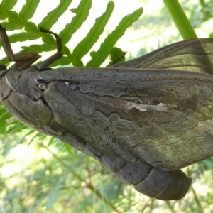Abantiades (genus) at Araluen, NSW - 7 Mar 2021