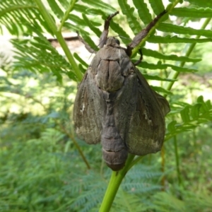 Abantiades (genus) at Araluen, NSW - 7 Mar 2021