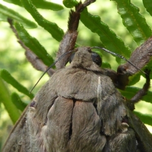 Abantiades (genus) at Araluen, NSW - 7 Mar 2021