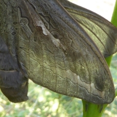 Abantiades (genus) at Araluen, NSW - suppressed