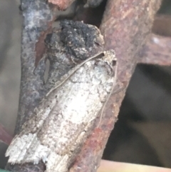 Meritastis lythrodana (A tortrix or leafroller moth) at O'Connor, ACT - 13 Apr 2021 by Ned_Johnston