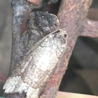 Meritastis lythrodana (A tortrix or leafroller moth) at Dryandra St Woodland - 13 Apr 2021 by Ned_Johnston