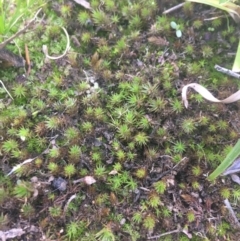 Polytrichaceae sp. (family) (A moss) at O'Connor, ACT - 13 Apr 2021 by Ned_Johnston