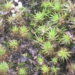 Polytrichaceae at O'Connor, ACT - 13 Apr 2021