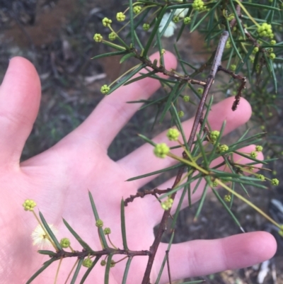 Acacia genistifolia (Early Wattle) at Dryandra St Woodland - 13 Apr 2021 by Ned_Johnston