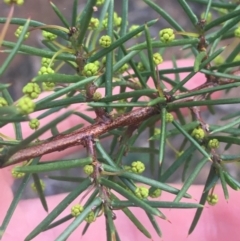 Acacia genistifolia at O'Connor, ACT - 13 Apr 2021 03:48 PM