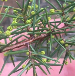 Acacia genistifolia at O'Connor, ACT - 13 Apr 2021