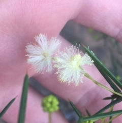 Acacia genistifolia at O'Connor, ACT - 13 Apr 2021 03:48 PM