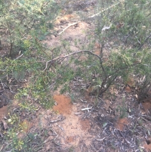 Acacia genistifolia at O'Connor, ACT - 13 Apr 2021