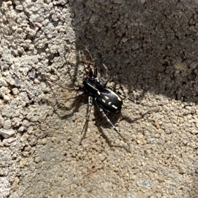 Nyssus coloripes (Spotted Ground Swift Spider) at Wandiyali-Environa Conservation Area - 22 Aug 2020 by Wandiyali