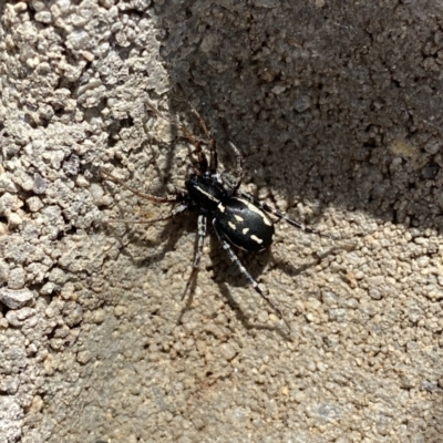 Nyssus coloripes (Spotted Ground Swift Spider) at Googong, NSW - 22 Aug 2020 by Wandiyali