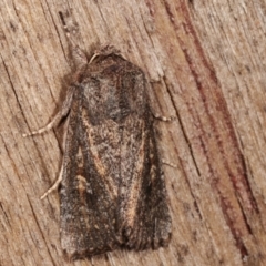 Dasygaster padockina (Tasmanian Cutworm) at Melba, ACT - 7 Apr 2021 by kasiaaus