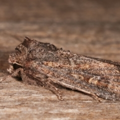 Dasygaster padockina at Melba, ACT - 7 Apr 2021