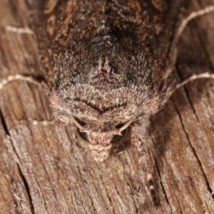 Dasygaster padockina at Melba, ACT - 7 Apr 2021