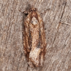 Thrincophora lignigerana (A Tortricid moth) at Melba, ACT - 8 Apr 2021 by kasiaaus