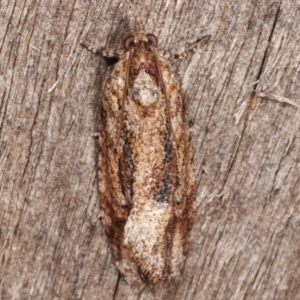 Thrincophora lignigerana at Melba, ACT - 8 Apr 2021