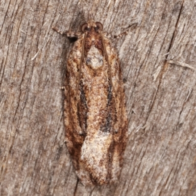 Thrincophora lignigerana (A Tortricid moth) at Melba, ACT - 7 Apr 2021 by kasiaaus