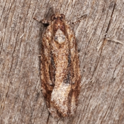 Thrincophora lignigerana (A Tortricid moth) at Melba, ACT - 8 Apr 2021 by kasiaaus