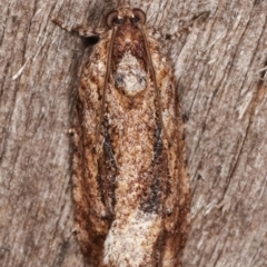 Thrincophora lignigerana at Melba, ACT - 8 Apr 2021 01:17 AM