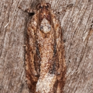 Thrincophora lignigerana at Melba, ACT - 8 Apr 2021