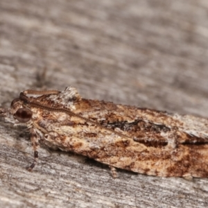 Thrincophora lignigerana at Melba, ACT - 8 Apr 2021