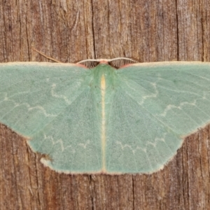 Chlorocoma dichloraria at Melba, ACT - 8 Apr 2021 01:26 AM