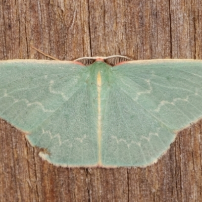 Chlorocoma dichloraria (Guenee's or Double-fringed Emerald) at Melba, ACT - 8 Apr 2021 by kasiaaus